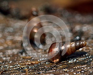 Tree snails (Balea perversa)