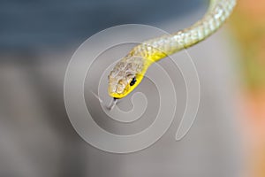 Tree snake, New South Wales, Australia