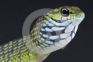 Tree snake / Rhamnophis aethiopissa