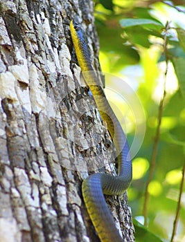 Tree Snake photo