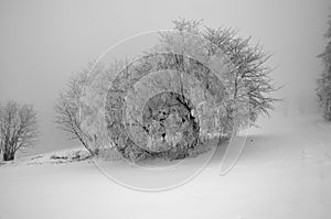 Tree with snow