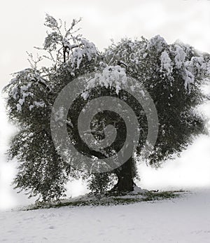 Tree with snow photo