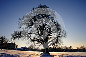 Tree in the snow