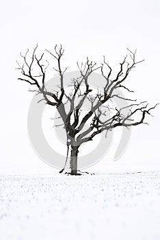 Tree in the snow