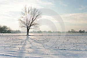 Un árbol en la nieve 