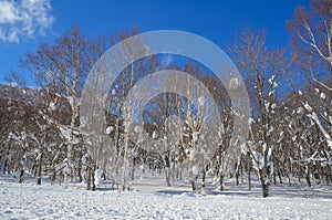 Tree in the snow