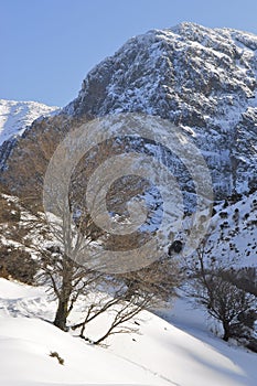 Tree and snow