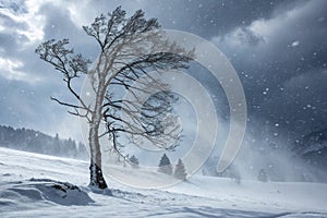Tree in Snow Blizzard