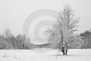 Tree snow covered on meadow in the woods in cloudy winter evening