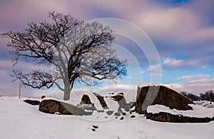 A tree and snow covered rocks at Devil's Den, in Gettysburg, PA