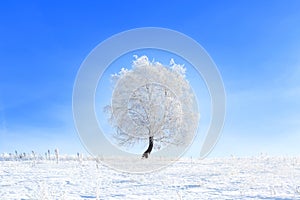 Tree in the snow on a field winter