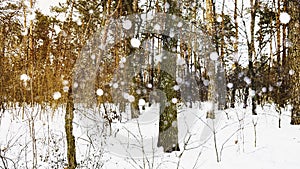 Tree, snow, forest, frost, winter, nature, white, outdoor, ice