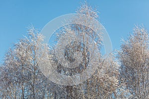 A tree with snow on it is in front of a blue sky