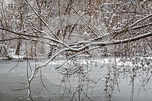 Tree with snow by a frozen river