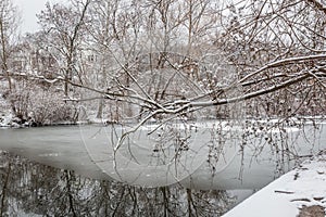 Tree with snow by a frozen river