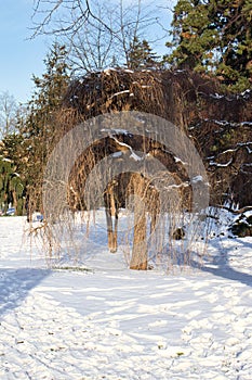 Tree in snow in Karlsruhe