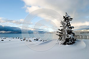 Tree Snow Lake Tahoe