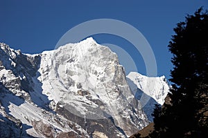 Tree and snow mountain cliff, Himalaya, Nepal