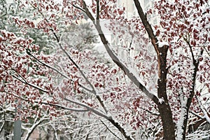 A tree with snow on it and pink leaves