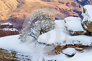 Tree and snow on rocks, Grand Canyon. Icicles hanging from rocks.