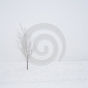 Tree in a Snow Storm