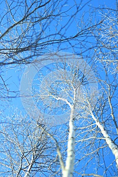Tree with snow under blue sky