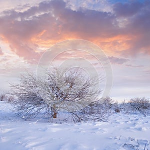 tree among the snowbound hills at the evening