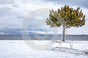 tree in snowy beach with lake