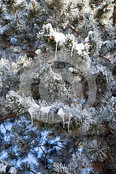 A tree with snowy branches