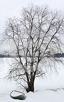 Tree in snowy countryside photo