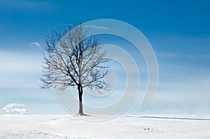 Tree in snowy field