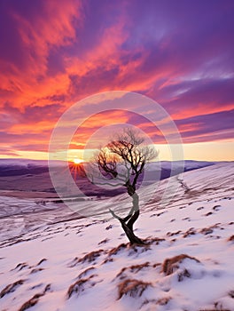 A tree on a snowy hill and sunset sky. Winter landscape