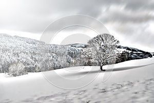 Tree in snowy landscape