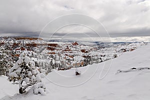 Tree and snowy landscape, Bryce Canyon, Utah.