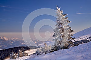 A tree with snowy landscape in Kopaonik mountains resort in Serbia