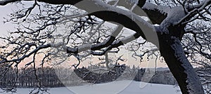 Tree in snowy landscape at sunset, close up
