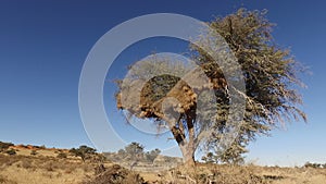 Tree with sociable weaver nest