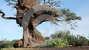 Tree with sociable weaver nest and flying birds