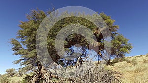 Tree with sociable weaver nest and flying birds