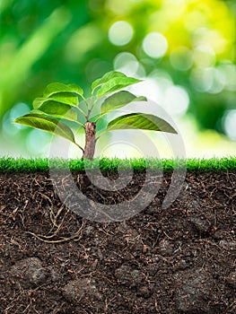 Tree and Soil with Grass