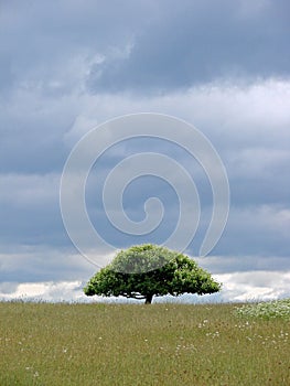 Tree of Solitude Landscape