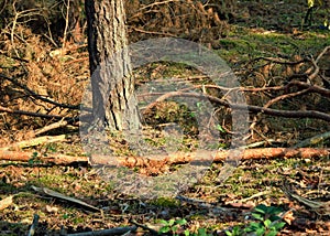 A tree and some felled branches in the setting sun