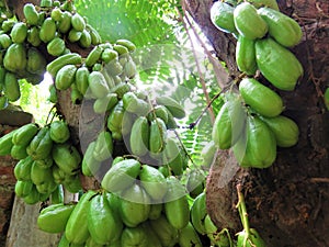 Tree sorrel (Averrhoa bilimbi)