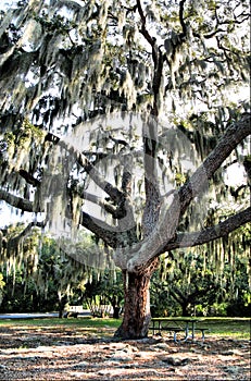 Tree with Spanish moss