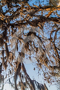 Tree with Spanish moss in Protected Area Miraflor, Nicarag