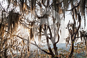 Tree with Spanish moss in Protected Area Miraflor, Nicarag