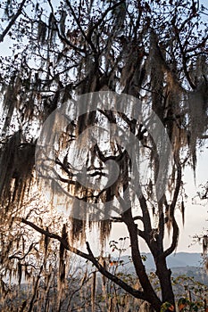 Tree with Spanish moss in Protected Area Miraflor, Nicarag