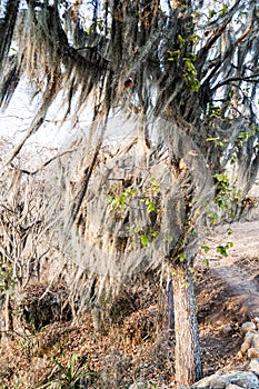 Tree with Spanish moss in Protected Area Miraflor, Nicarag