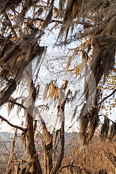 Tree with Spanish moss in Protected Area Miraflor, Nicarag