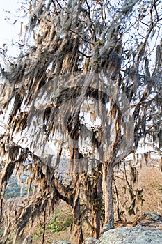 Tree with Spanish moss in Protected Area Miraflor, Nicarag